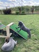 Thai Ridgeback Dog - szczenięta - 13
