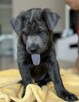 Thai Ridgeback Dog - szczenięta - 1