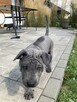 Thai Ridgeback Dog - szczenięta - 6
