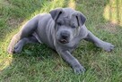 Thai Ridgeback Dog - szczenięta - 14