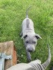 Thai Ridgeback Dog - szczenięta - 9