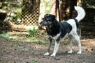 Kora vel Wandzia, pięknie umaszczona, trikolor do adopcji 8l - 6