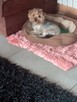 Yorkshire terrier - 11