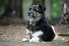 Wandzia nieduża sunia szuka domu, delikatna, spokojna 8l. - 4