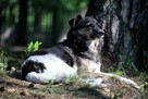 Wandzia nieduża sunia szuka domu, delikatna, spokojna 8l. - 8