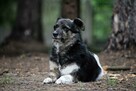 Wandzia nieduża sunia szuka domu, delikatna, spokojna 8l. - 5