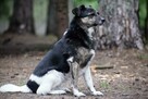 Przepiękna sunieczka szuka swojej rodziny 8l. 15kg WANDZIA - 2