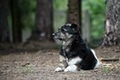 Wandzia nieduża sunia szuka domu, delikatna, spokojna 8l. - 6