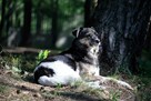 Wandzia nieduża sunia szuka domu, delikatna, spokojna 8l. - 9