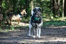 Wandzia nieduża sunia szuka domu, delikatna, spokojna 8l. - 3