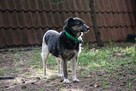 Cudowna sunia Kora szuka nowej rodziny, 8l. 15kg, pokochaj - 3