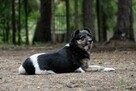 Kora vel Wandzia, pięknie umaszczona, trikolor do adopcji 8l - 2