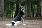 Wandzia nieduża sunia szuka domu, delikatna, spokojna 8l. - 7