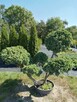 Sprzedam tui szmaragd i krzewy ozdobne - 4