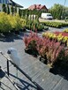 Sprzedam tui szmaragd i krzewy ozdobne - 5