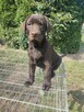 Labrador czekoladowy - 3