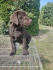 Labrador czekoladowy - 4