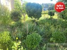 Duże z z ogrodem i dwoma garażami po remoncie - 13