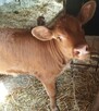 Wycieczki szkolne i przedszkolne - Osada Borki agroturystyka - 8