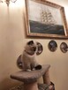 kot RAGDOLL Z Rodowodem i badaniami, 23.05 wydanie . - 6