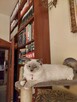 kot RAGDOLL Z Rodowodem i badaniami, 23.05 wydanie . - 8