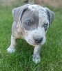 American Staffordshire Terrier - 4