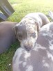 American Staffordshire Terrier - 2