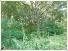 Budowlana, fragment lasu-śliczny drzewostan - 10