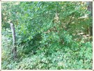 Budowlana, fragment lasu-śliczny drzewostan - 14