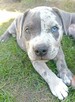 American Staffordshire Terrier - 1