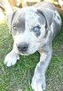 American Staffordshire Terrier - 3