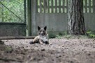 Sunia Lusia szuka swojego człowieka, adoptuj 5l. 15kg - 10