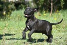 Piękne szczenięta amstaff super czarnuszki american stafford - 1