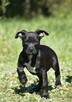 Piękne szczenięta amstaff super czarnuszki american stafford - 9