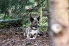 Sunia Lusia szuka swojego człowieka, adoptuj 5l. 15kg - 11