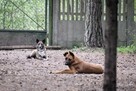 Sunia Lusia szuka swojego człowieka, adoptuj 5l. 15kg - 9