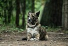 Sunia Lusia szuka swojego człowieka, adoptuj 5l. 15kg - 2