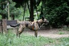 Sunia Lusia szuka swojego człowieka, adoptuj 5l. 15kg - 5