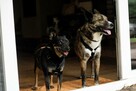 Sunia Lusia szuka swojego człowieka, adoptuj 5l. 15kg - 3