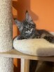 Wspaniałe kocięta maine coon. Raty - 7