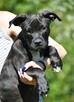 Piękne szczenięta amstaff super czarnuszki american stafford - 3