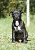 Piękne szczenięta amstaff super czarnuszki american stafford - 8