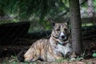 Pręguska, piękna, delikatna sunia do świadomej adopcji 5l. - 13