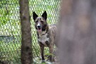 Sunia Lusia szuka swojego człowieka, adoptuj 5l. 15kg - 8