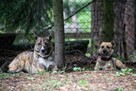Lusia spokojna, nieśmiała sunia szuka swojej rodziny 5l. - 15
