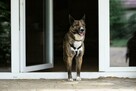 Lusia do odpowiedzialnej adopcji, 5letnia 15kg - 2
