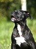 Piękne szczenięta amstaff super czarnuszki american stafford - 12