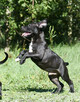 Piękne szczenięta amstaff super czarnuszki american stafford - 4