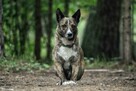Sunia Lusia szuka swojego człowieka, adoptuj 5l. 15kg - 16