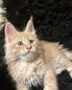 Wspaniałe kocięta maine coon. Raty - 8